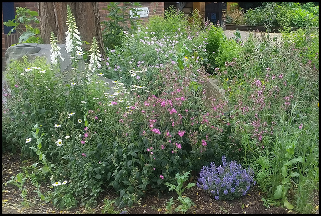 June flowers at Mount Place