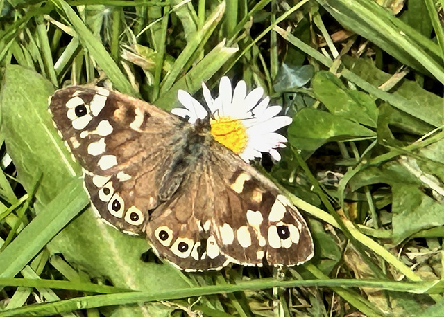 Waldbrettspiel auf dem Deich