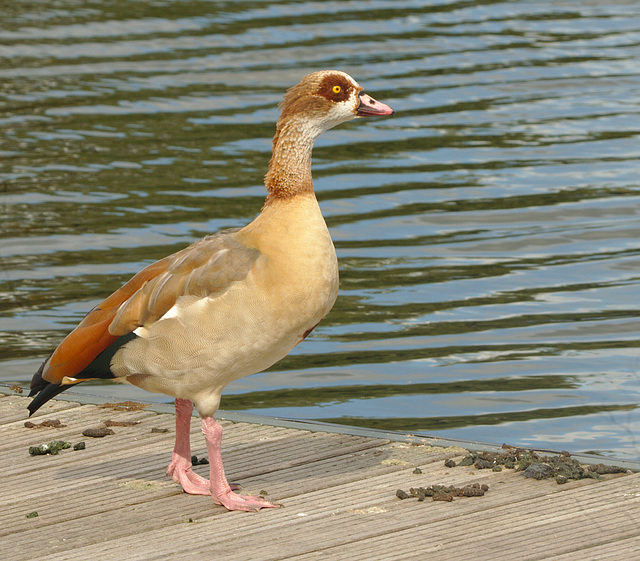 IMG 0017Egyptiangoose