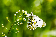 Orange Tip-DSA 0288