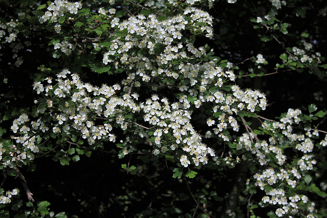 Crataegus laevigata (3)