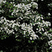 Crataegus laevigata (3)