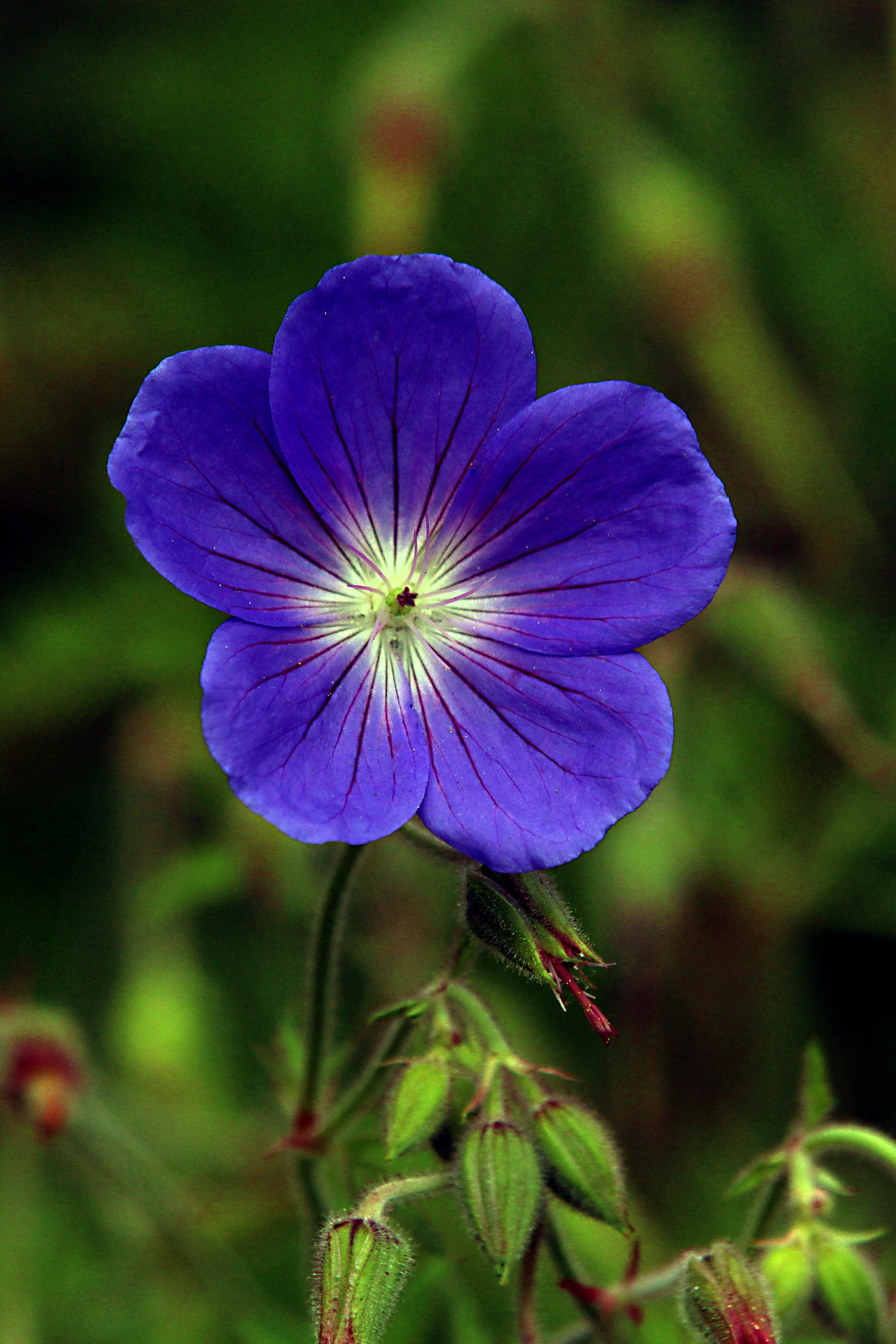 Flowers in our garden