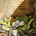 Purple Martin nest and eggs