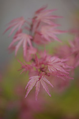 DSCF5425