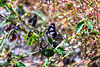 Mamukala Wetlands - Butterflies