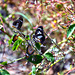 Mamukala Wetlands - Butterflies