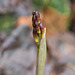 Aplectrum hyemale (Puttyroot orchid) in bud