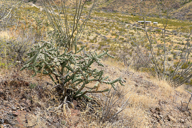 Cane Cholla