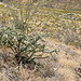 Cane Cholla