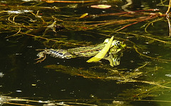 20200517 7476CPw [D~LIP] Wasserfrosch, UWZ, Bad Salzuflen