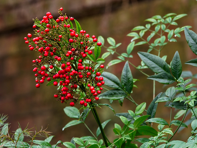 Red Berries