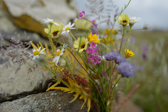 #26- Fresh cut flowers