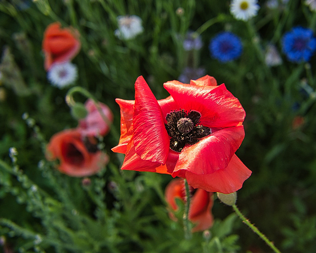 Blüte in rot (PiP)