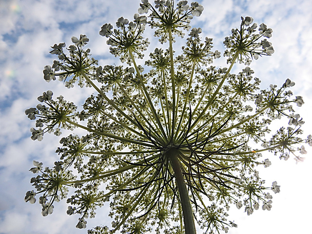 20210713 1694CPw [D~LIP] Möhre (Daucus carota), Bad Salzuflen