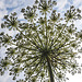 20210713 1694CPw [D~LIP] Möhre (Daucus carota), Bad Salzuflen