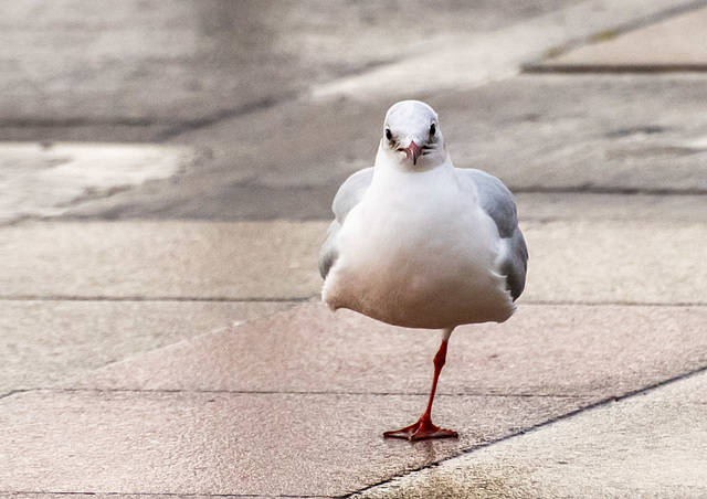 Black headed gull