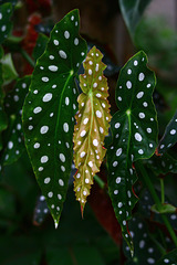 Begonia Leaves