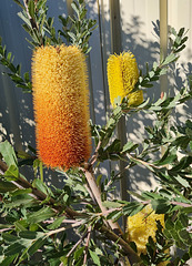 Banksia flower  maturing
