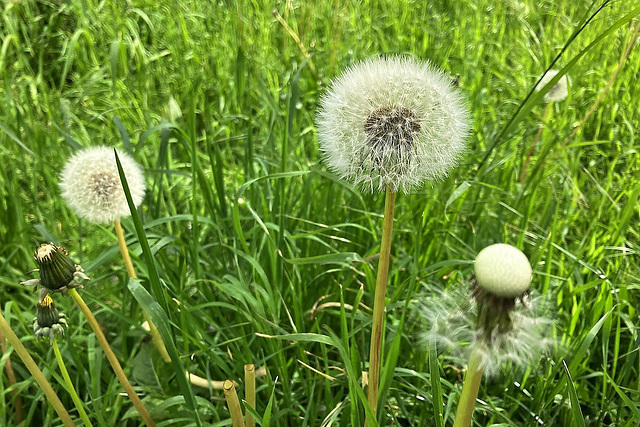 Pusteblume...pfffffffffff ;-)