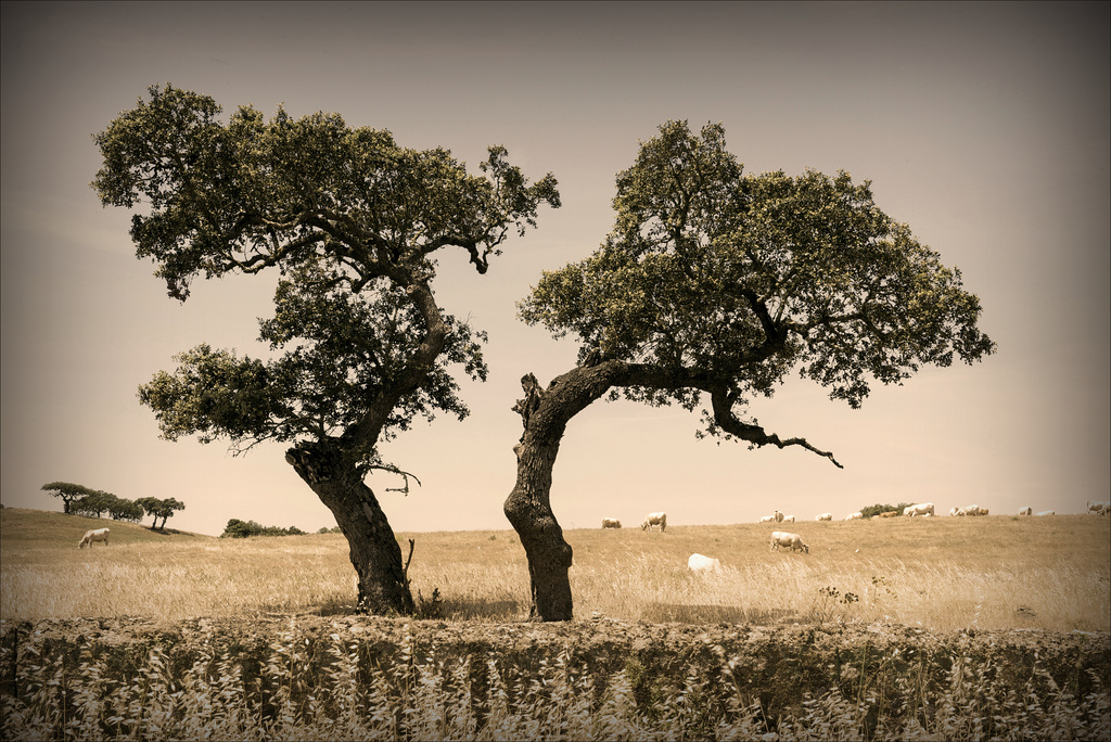 Azinheiras, Quercus ilex