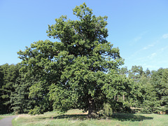 Eiche am Radweg bei Scharfenbrück