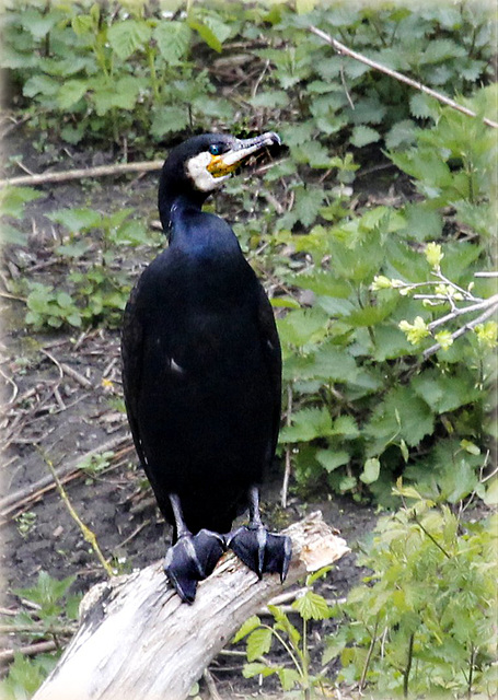 Cormoran au séchage....