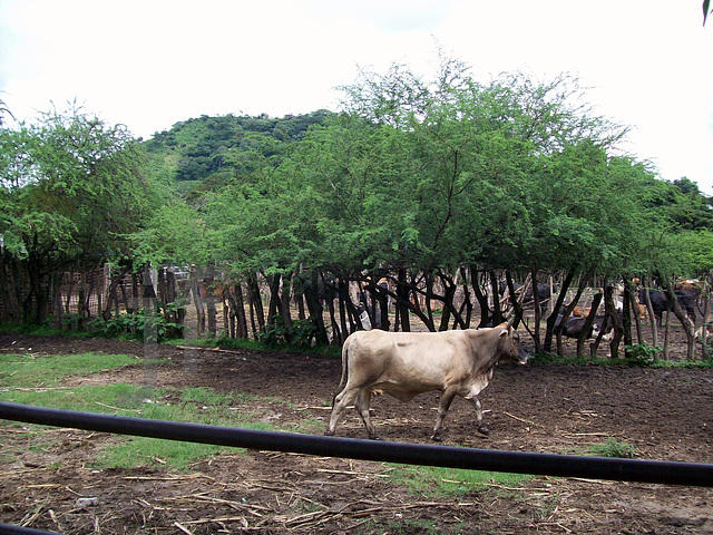 Corral-Santa Ana-El Salvador