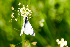 Orange Tip-DSA 0290