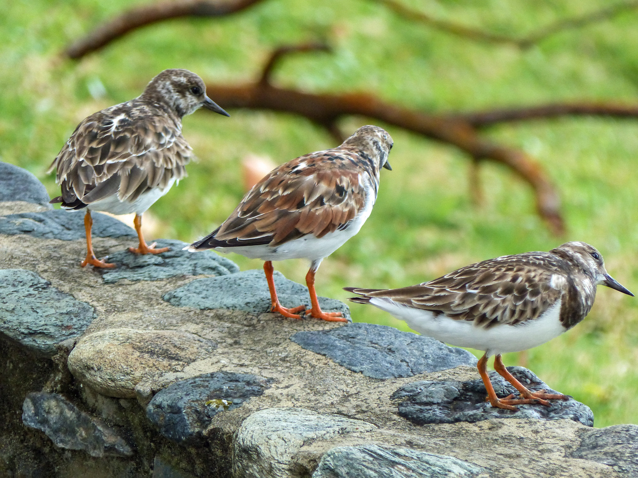 Ruddy Turnstones, Tobago