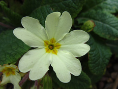 The primrose is one of my favourite flowers