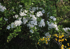 Crataegus laevigata (4)