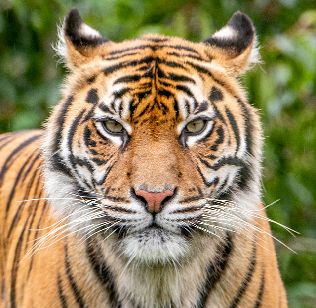 Tigress close up