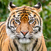 Tigress close up