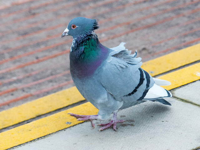 Pigeon (2)