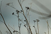 DSC00967