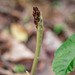 Aplectrum hyemale (Puttyroot orchid) in bud