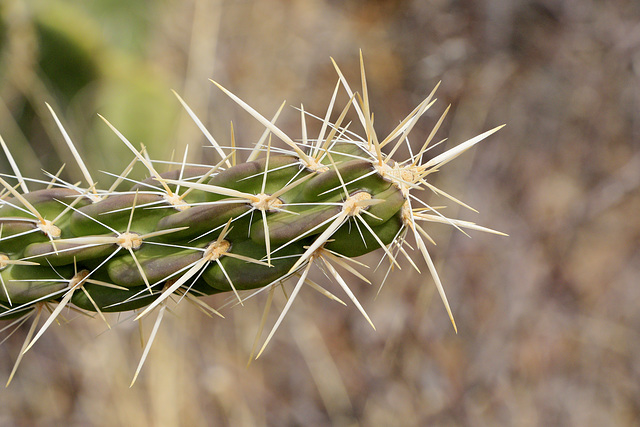 Cane Cholla