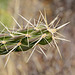 Cane Cholla