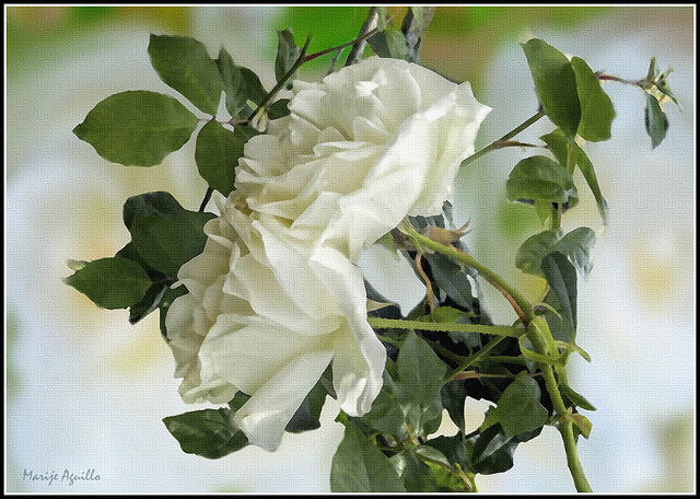 Rosas blancas