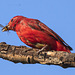 Scarlet Tanager