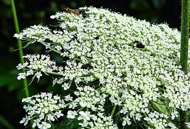 20210713 1695CPw [D~LIP] Möhre (Daucus carota), Bad Salzuflen