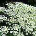 20210713 1695CPw [D~LIP] Möhre (Daucus carota), Bad Salzuflen