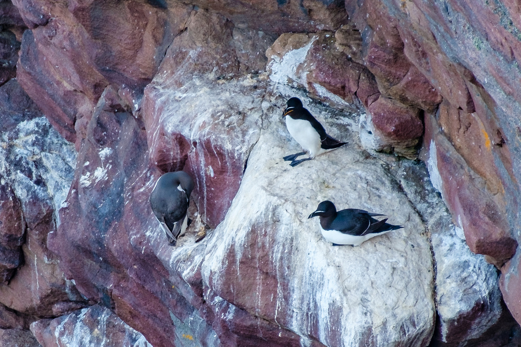 Tordalks und Trottellumme