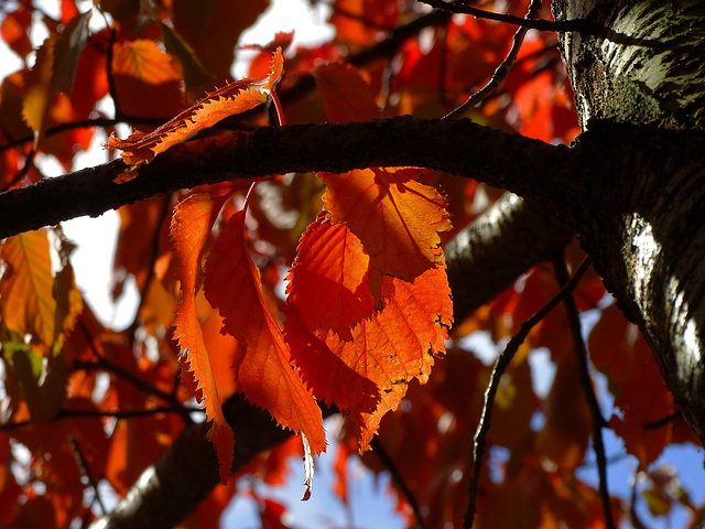 Autumn Colour In The Garden