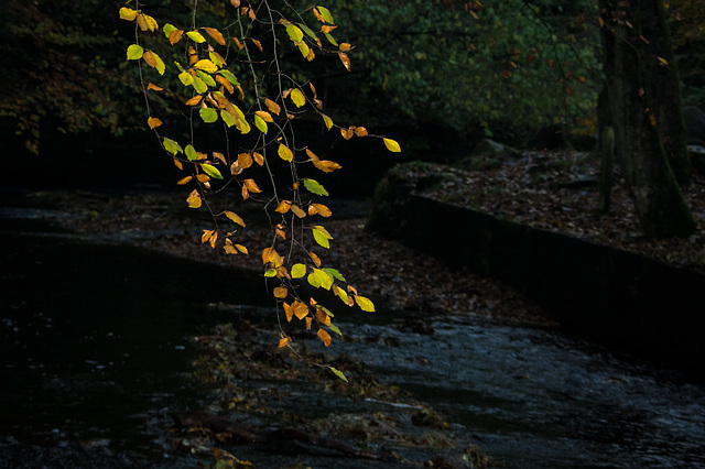 Flashed Leaves