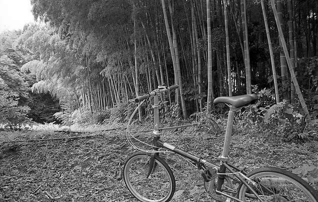Bamboo and bike