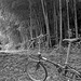 Bamboo and bike