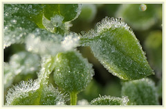 Dentelle de glace...