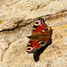 Peacock Butterfly